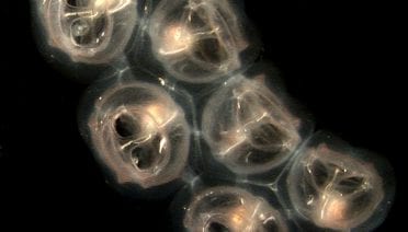 Jelly and Fish