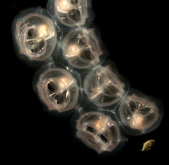 Jelly and Fish