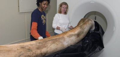 What Does It Take To Break a Whale?