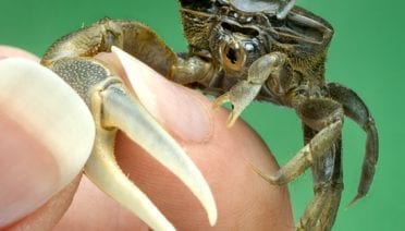 Crabby Investigators