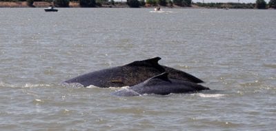 Following Whales Up a Creek