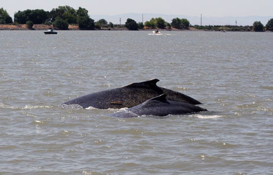 Following Whales Up a Creek