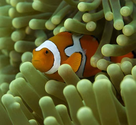 clownfish1_nest_50689.jpg