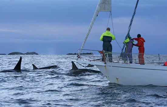 Eavesdropping on Whales' Mealtime Conversation