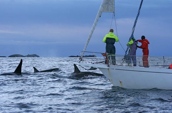 shapiro_whales_250_50631.jpg