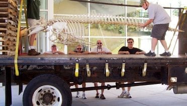 Roll the Bones