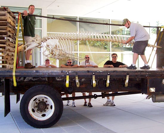 Roll the Bones