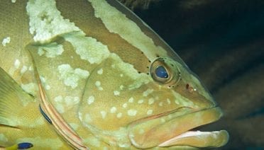 Portrait of a Species on the Brink
