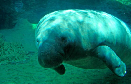 Put the D-tag on the Manatee