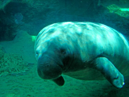 Manatee1_250_54527.jpg