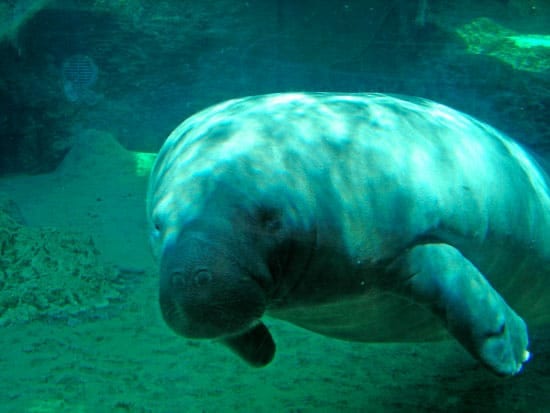 manatee