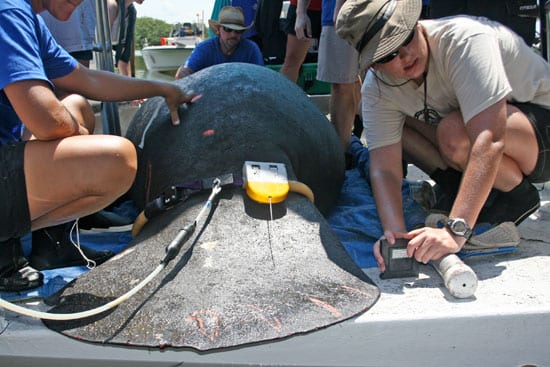 Manatee2_250_54531.jpg