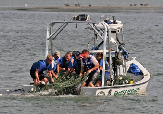 Manatee3_250_54533.jpg