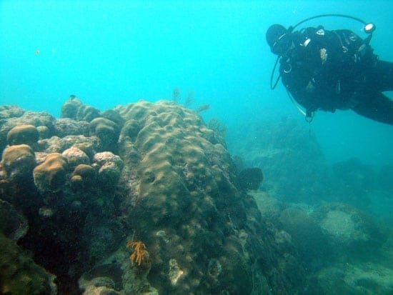 kaust1_nest_56045.jpg