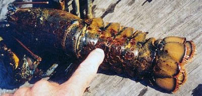 A Mysterious Disease Afflicts Lobster Shells
