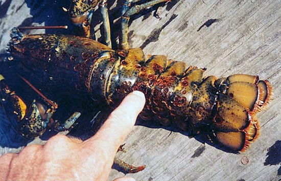 A Mysterious Disease Afflicts Lobster Shells