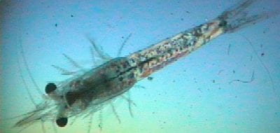 Are Pollutants Disrupting Marine Ecosystems?