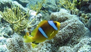 Reef Watch