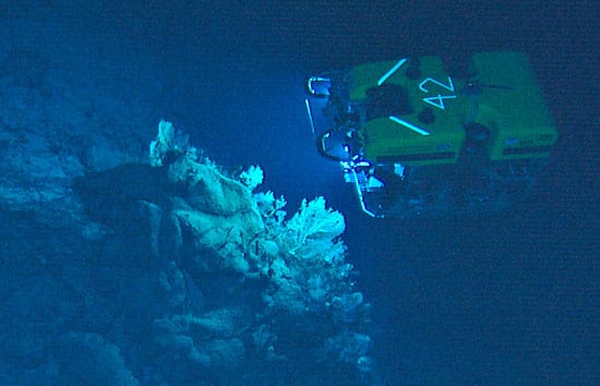 Coral Catastrophe on the Corner Rise Seamounts
