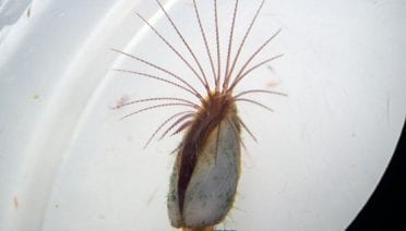 Hairy Stowaway