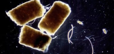 Will Ocean Iron Fertilization Work?