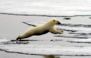 Melting Ice Threatens Polar Bears' Survival