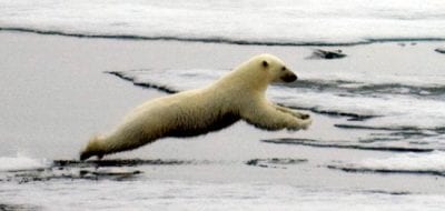 Melting Ice Threatens Polar Bears' Survival