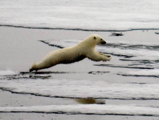 Melting Ice Threatens Polar Bears' Survival – Woods Hole Oceanographic  Institution