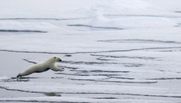 Polar Bear Club