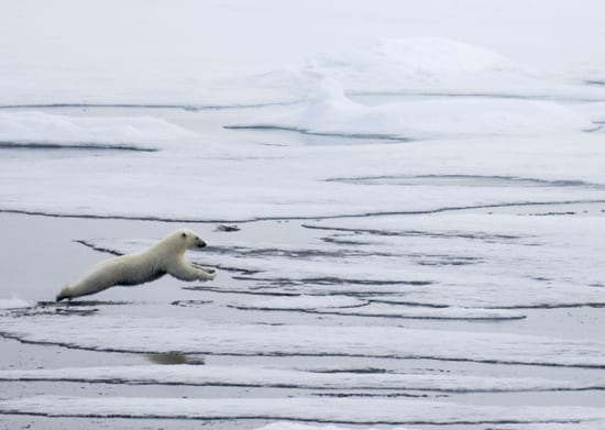 Polar Bear Club