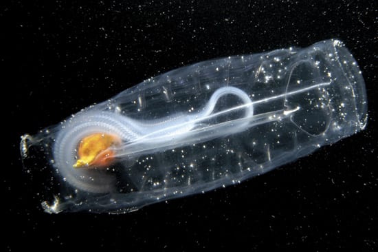 salp_250_59912.jpg