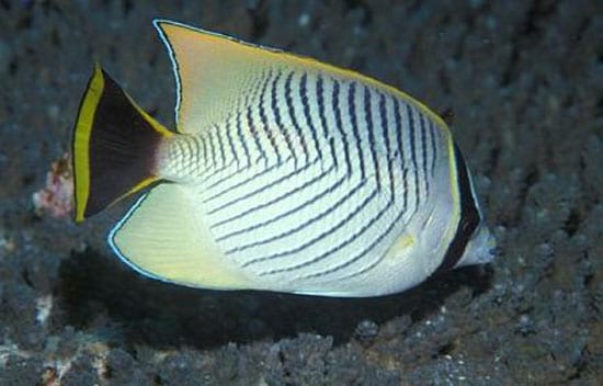 Butterflyfish