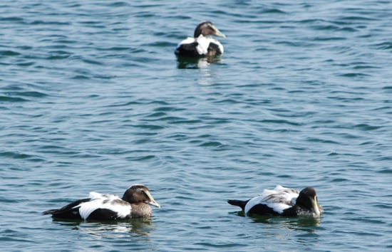 graphics-MMoore_eiders_live_250_61776.jpg