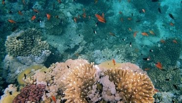 Under the (Red) Sea