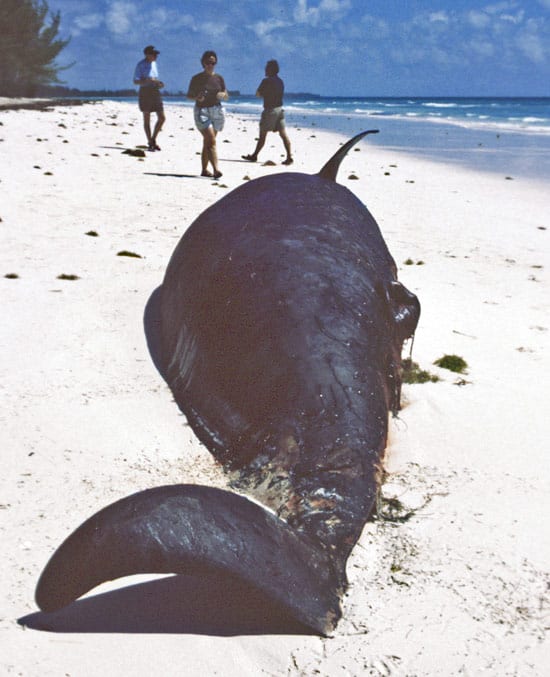 What Caused the Largest Known Mass Stranding of Stejneger's Beaked Whales?