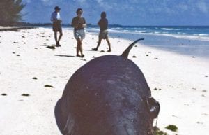 The Sound of Sonar and the Fury about Whale Strandings