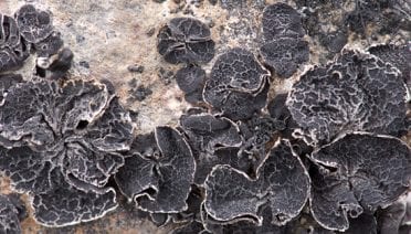 Belly Button Fungus