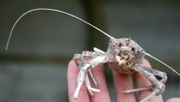 Feeling Crabby