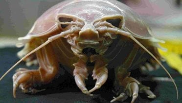 Creature from the Black Depths