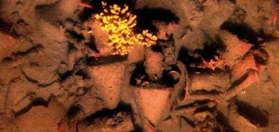 DNA in Shipwrecked Jars Reveals Clues to Ancient World