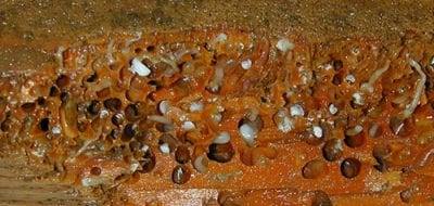Happy as a (Newly Discovered) Clam