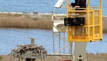 Osprey Reality TV