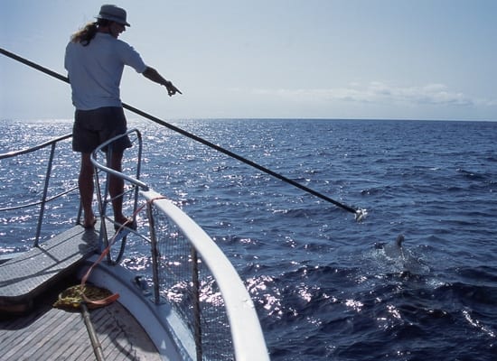 Mark Johnson tagging a whale