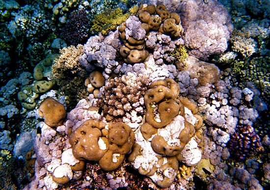 We Would Shout, and Swim About, the Coral that Lies Beneath the Waves