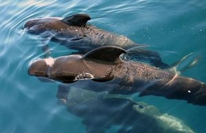 Pilot Whales the 'Cheetahs of the Deep Sea'
