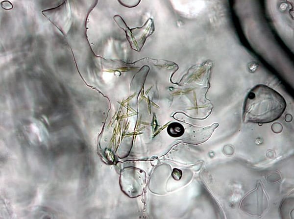 diatoms-x_71859.jpg