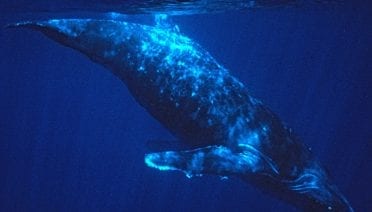 World Ocean Day