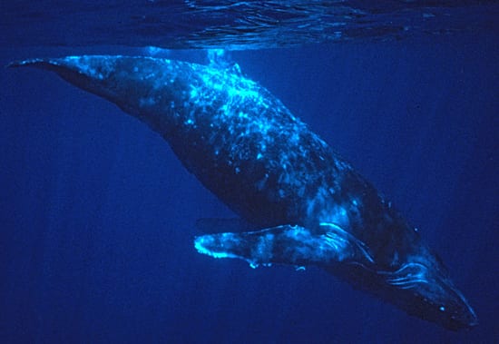 World Ocean Day