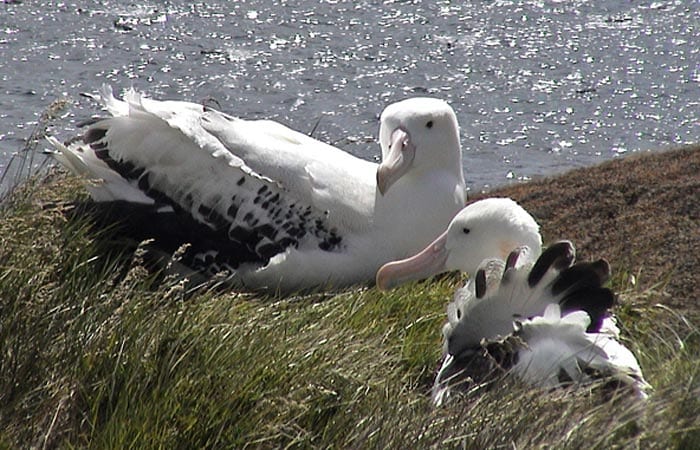 Seabirds Use Their Sense of Smell to Find Food