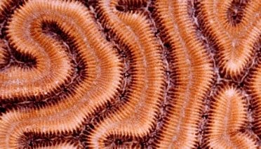 A-maze-ing Corals